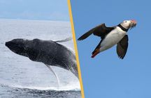 Iceland Super Saver: Puffin Cruise plus Whale-Watching Tour from Reykjavik