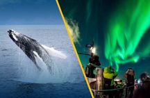Iceland Super Saver: Northern Lights Cruise plus Whale-Watching Tour from Reykjavik
