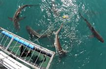 Shark Explorers