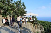 Ischia 3 Hours Wine Experience: Tastings, Vineyards & Pick-up