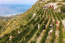 Ischia 3 Hours Wine Experience: Tastings, Vineyards & Pick-up