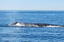 Whale and Dolphin Watching in San Diego 