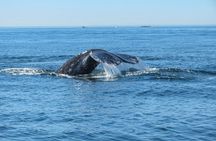 Whale and Dolphin Watching in San Diego 