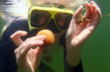 Scallop Hunt with In-Water Guide Crystal River