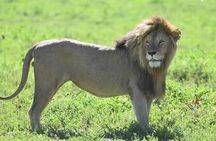 3-Day Maasai Mara Safari Tour in a 4 x4 Land Cruiser Jeep