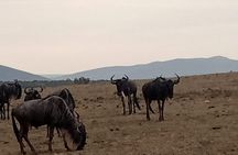 3-Day Maasai Mara Safari Tour in a 4 x4 Land Cruiser Jeep