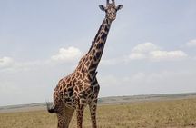3-Day Maasai Mara Safari Tour in a 4 x4 Land Cruiser Jeep
