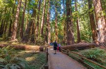 San Francisco, Muir Woods, Sausalito, Optional Alcatraz Tour