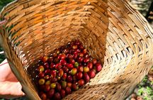 Full Day learning about the Process of the Best Coffee in the World