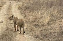 Private Nairobi National Park Day Tour 