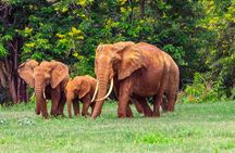 Private Tsavo East Day Safari from Mombasa and Diani