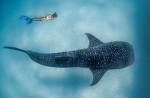 Discover South Ari Atoll - Full Day Tour from Male city