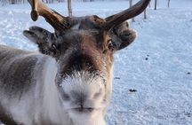 From Ivalo: Ice Fishing Safari to Lake Inari, reindeers & lunch