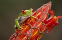 Costa Rica Pura Vida 8 Days and 7 Nights (Minimum 2 people)