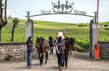 Half-Day of Horseback Adventure with Wine Tasting