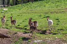 Half-Day of Horseback Adventure with Wine Tasting