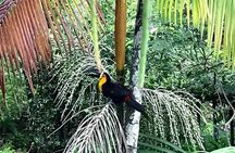 Half-Day Jeep Tour in Rio's Tijuca Rainforest and Scenic