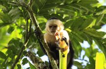 Arenal Volcano & Hanging Bridges Park at Mistico Park