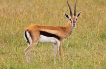 Half Day Safari Hluhluwe Imfolozi Reserve fr Richards Bay