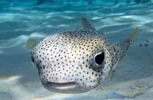 1 Dive in the afternoon for Certified Divers in Bora Bora