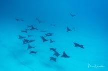 1 Dive in the afternoon for Certified Divers in Bora Bora