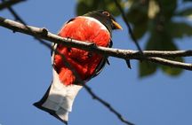 Desembocada and Ameca River Bird Paradise (Wetland and Tropical birds in PV)
