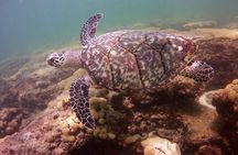 Guided Snorkel Experience in Fort Lauderdale