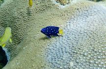Guided Snorkel Experience in Fort Lauderdale