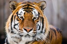 Private 4-Days Taj Mahal and Ranthambore Safari Tour from Delhi