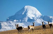 Tibet Tour 15 Days Lhasa to Kailash Trekking Small Group via EBC