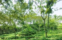 Private Multi-Day Srimangal and Sylhet Tour from Dhaka