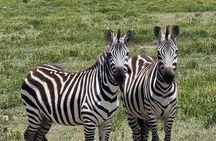 6 Days Private Safari in Tanzania