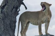 6 Days Private Safari in Tanzania