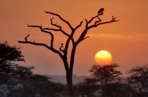 6 Days Private Safari in Tanzania