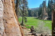 Sequoia National Park Private Tour
