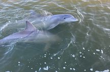 90 Minute Tour to See Dolphins in Hilton Head Island