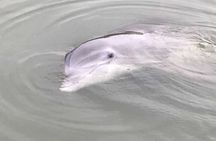 90 Minute Tour to See Dolphins in Hilton Head Island