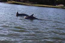 90 Minute Tour to See Dolphins in Hilton Head Island