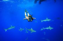 Dive with Sharks in Hawaii: Shark Tour from Haleiwa