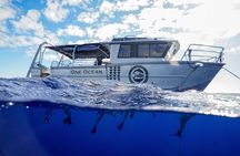 Dive with Sharks in Hawaii: Shark Tour from Haleiwa
