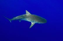 Dive with Sharks in Hawaii: Shark Tour from Haleiwa