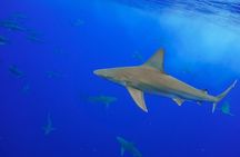 Dive with Sharks in Hawaii: Shark Tour from Haleiwa