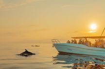 Dolphin watching by boat