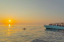 Dolphin watching by boat
