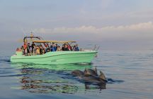 Dolphin watching by boat