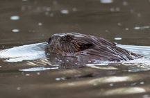 Beaver safari and the magic of Hortobágy