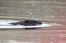 Beaver safari and the magic of Hortobágy