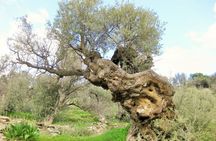 Paros Byzantine Path Ancient Greek Route Hiking Experience