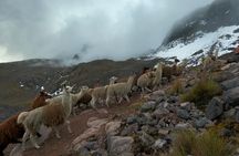 4D3N llama trek to machu picchu & sacred valley journeys 