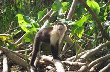 Wildlife boat tour at Gatun Lake and Embera Indian Village